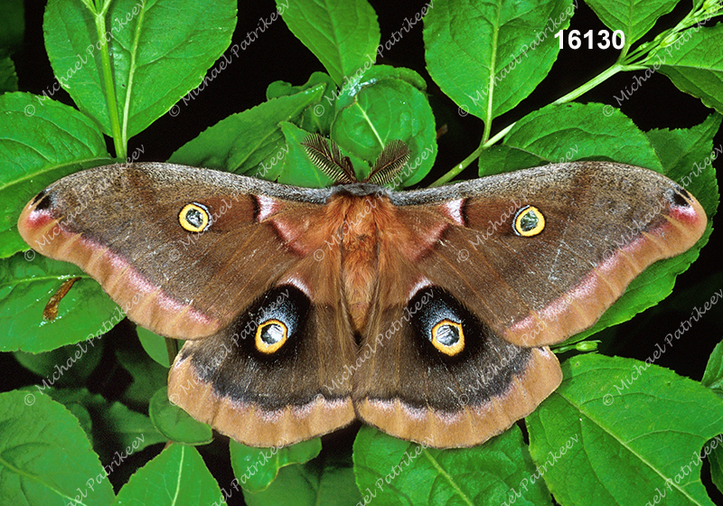 Polyphemus Moth (Antheraea polyphemus)